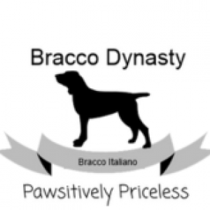 Dynasty Bracco